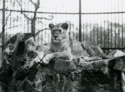 Une lionne allongée sur un mur dans son enclos au Zoo de Londres en 1923 - Frederick William Bond